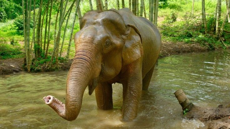 An elephant enjoying the water in Elephant Nature Park in Thailand.