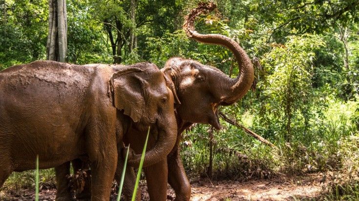 Elephants spotted during a 6-day Cambodian eco-tour.
