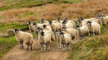 Come across flocks of Swaledale sheeps in Yorkshire Dales