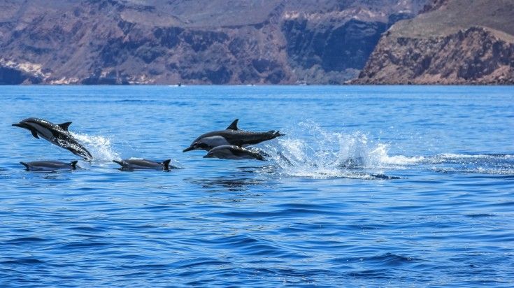 Dolphins jumping near the coast of Espiritu Santo Island in Mexico.