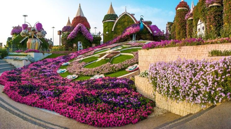 Flowers in full bloom in the Miracle Garden of Dubai. Flowers in full bloom in the Miracle Garden of Dubai.