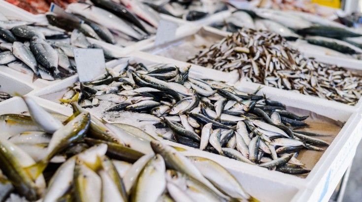 Different type of fresh fish displayed in fish market in Greece.