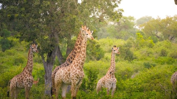 A group of giraffe in Giraffe Sanctuary in Nairobi.