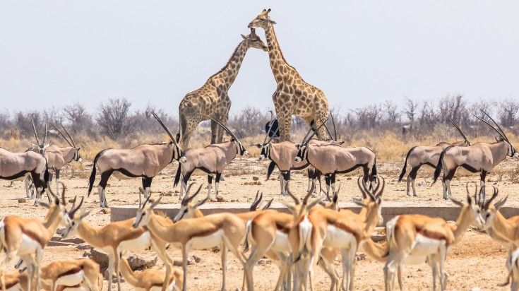 Giraffes, springboks, and oryxs in Etosha National Park.