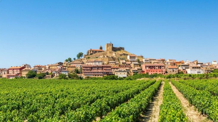 Grapevine fields of La Rioja of Spain.