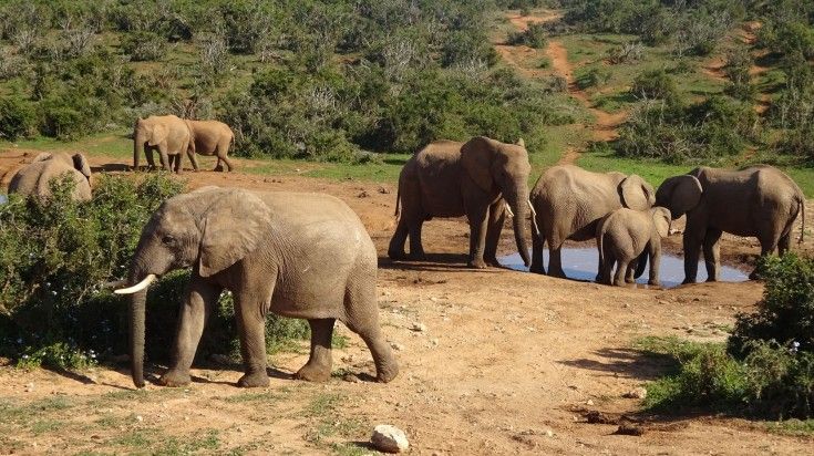 A group of elephants spotted in Addo Elephant National Park.