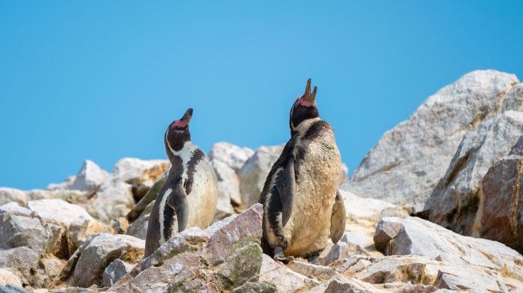 Humboldt Penguins on rocks in Ballestas Islands.