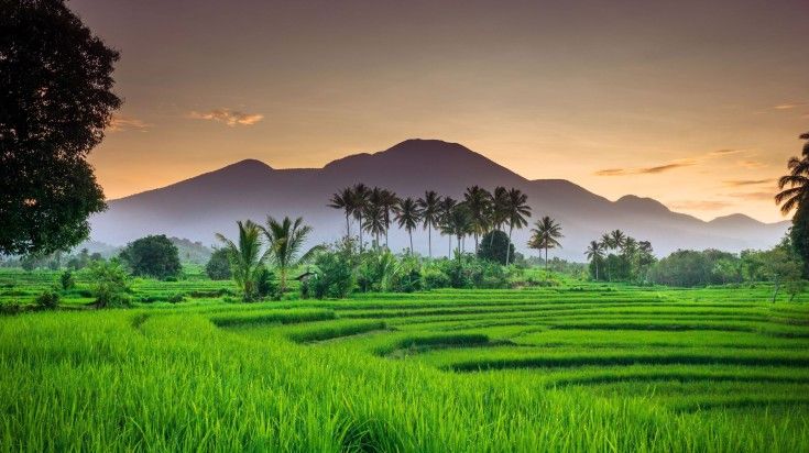 Vast span of rice fields with green rice and clear sky smoldering over the mountain range in Indonesia in May.