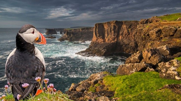 Shetland is home to some of the most beautiful and dramatic cliffs in Scotland that houses puffins and seabirds. View Puffins in the Shetland islands while spending 6 days in Scotland.