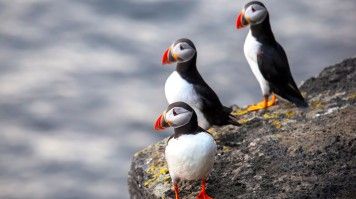 Spot puffins in Westman Islands while spending 6 days in Iceland.