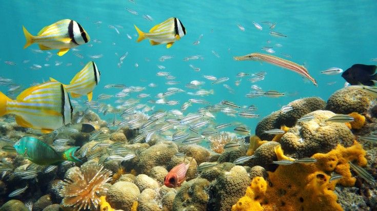 Discover the colorful marine life while snorkeling in San Blas islands. School of fishes swimming around