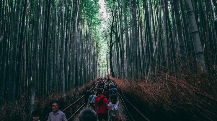 Explore bamboo forest during 8 days in Japan