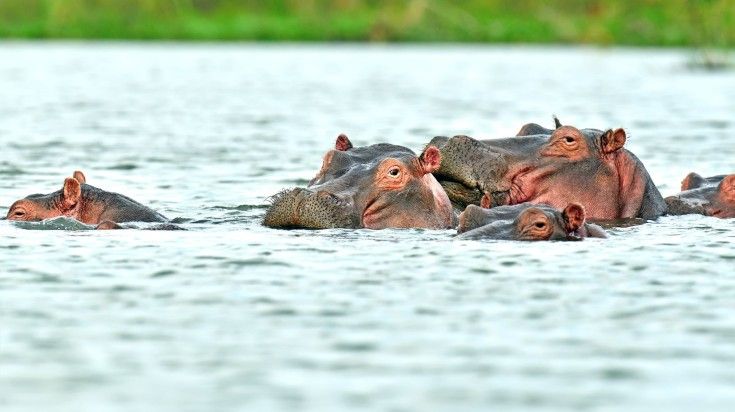 Hippos in Lake Naivasha on a clear day. Hippos in lake Naivasha on a clear day.