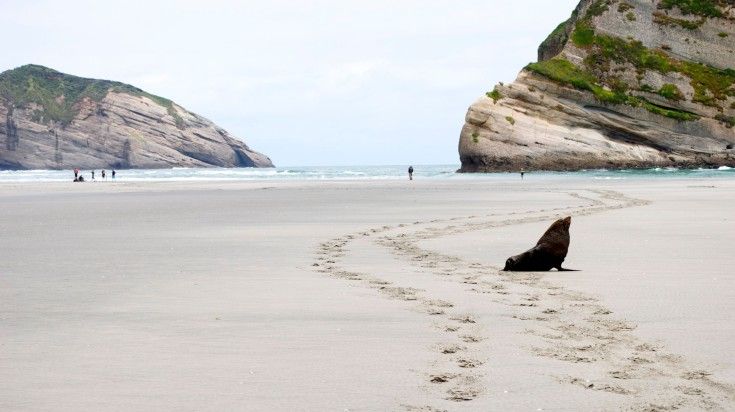 Sea lion spotted in Wharariki Beach, Golden Bay.