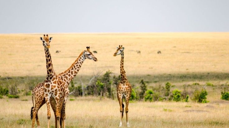 Several giraffes in Masai Mara National Reserve on a clear day.