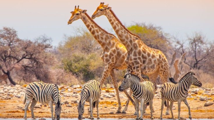Two giraffes and four zebras at a waterhole with trees in the back in Etosha National Park in Namibia.