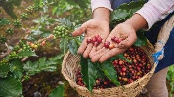 Fresh coffee berry in a farm in Nicaragua