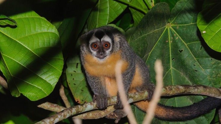 Night monkey called aotus azarae spotted in Puerto Maldonado.