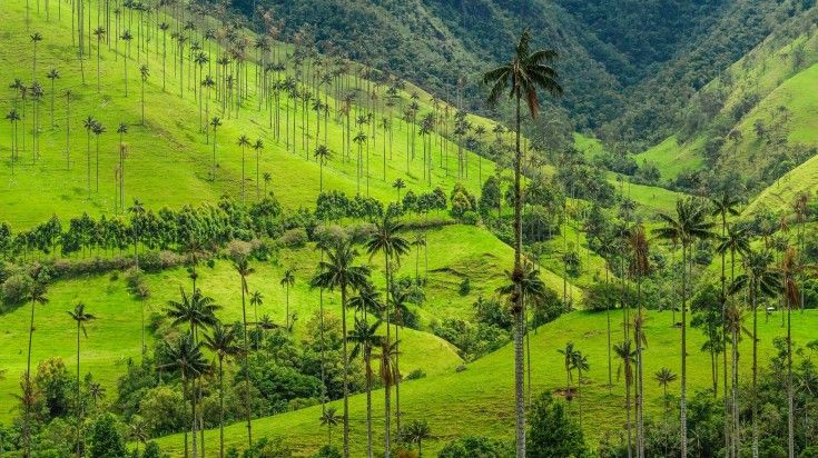 See palm trees at Cocora Valley while spending one week in Colombia.
