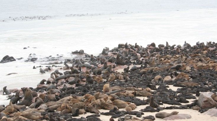 The population of South African fur seals at Cape Cross.
