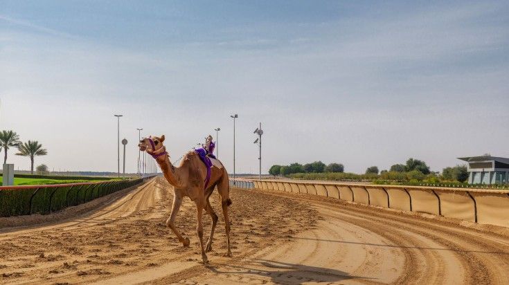 Racing camel with robot jockeys.