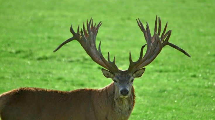 Red deer spotted in Mount Aspiring National Park.