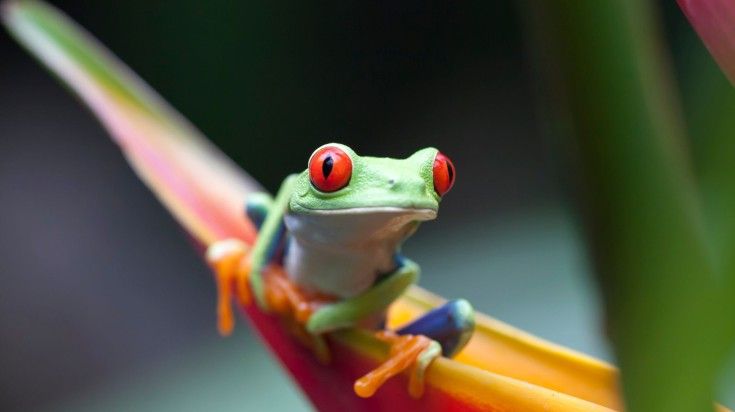 Red eyed green frog spotted in one of the rainforests of Costa Rica. Red eyed green frog spotted in one of the rainforests of Costa Rica.
