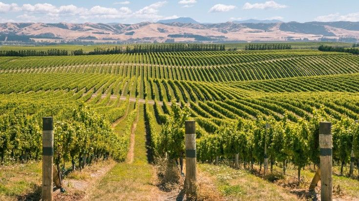 Rolling hills with vineyards in Marlborough region.