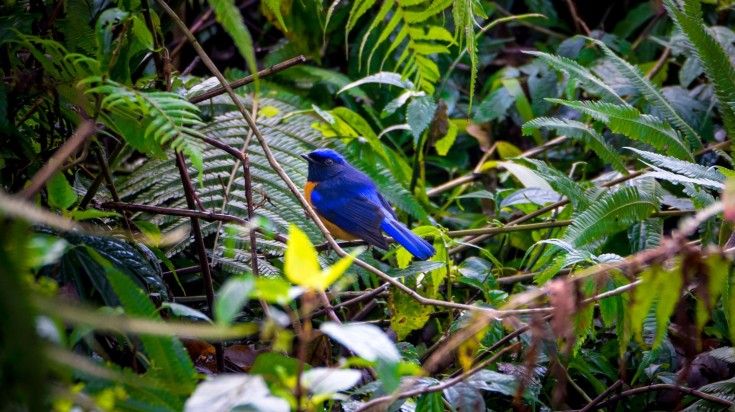 Rufous bellied niltava bird in Monteverde Cloud Forest Biological Preserve. Rufous bellied niltava bird in Monteverde Cloud Forest Biological Preserve.