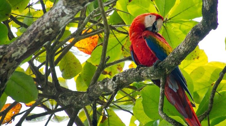 Scarlet Macaw spotted in Carara National Park on a 12-day Costa Rica trip. Scarlet Macaw spotted in Carara National Park on a 12-day Costa Rica trip.
