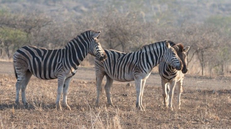Three zebras during golden hour in Shaba National Reserve in Kenya. Three zebras during golden hour in Shaba National Reserve in Kenya.