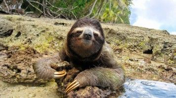 Sloth spotted in the Southern Carribean coast of Cahuita National Park.