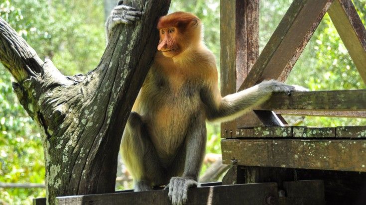 A monkey spotted in Tafi Atome Monkey Sanctuary.