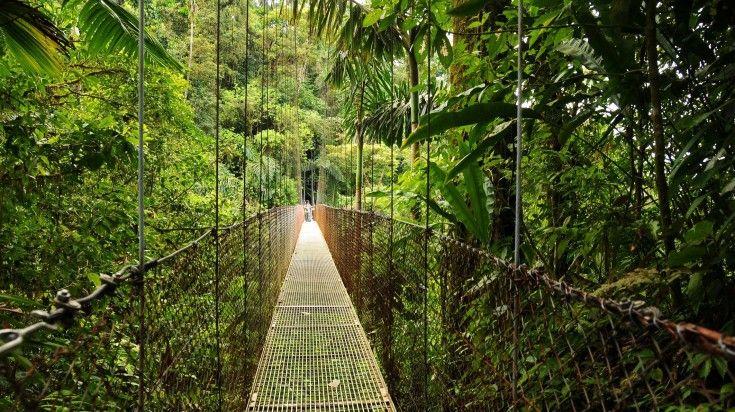 The famous hanging bridge in Monteverde Cloud Forest. The famous hanging bridge in Monteverde Cloud Forest.