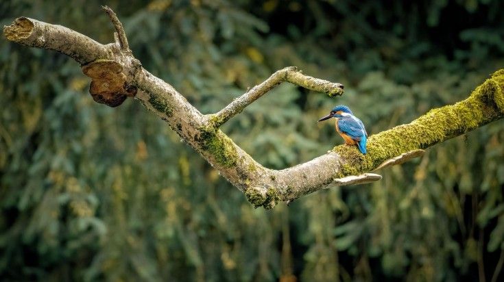 The Woodland Kingfisher in Chobe National Park.