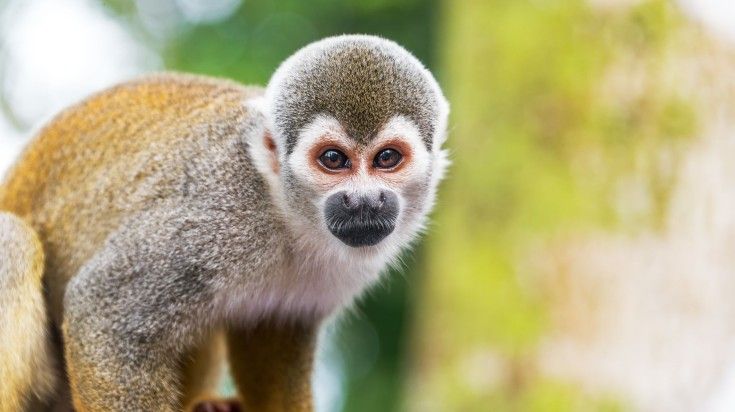 A closeup picture of squirrel monkey at the Amazon rainforest in Colombia.
