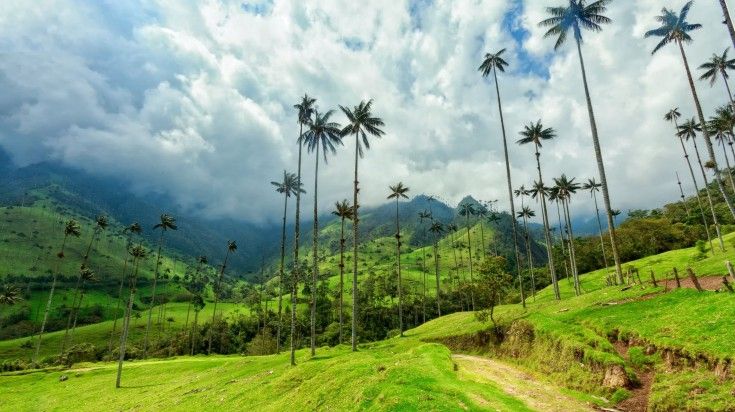 Palm trees at Cocora Valley with clouds in the sky.