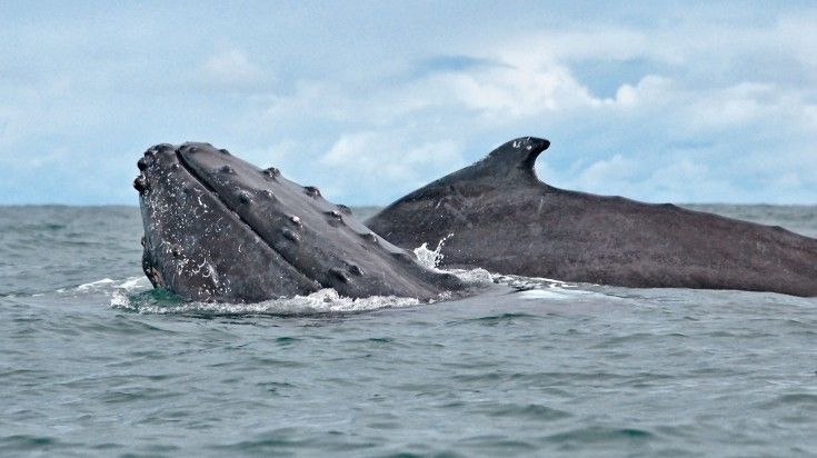Whales playing at the Pacific Coast in Colombia.