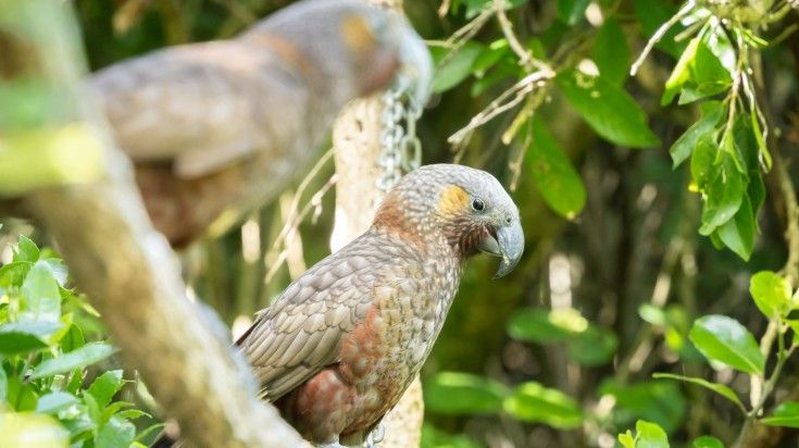 Two rare native Kaka parrots spotted on a 12-day trip of New Zealand.