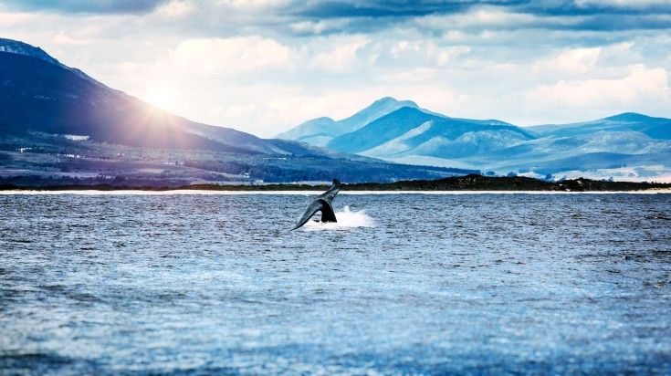 Whale tail  spotted in the Atlantic ocean near Hermanus City.