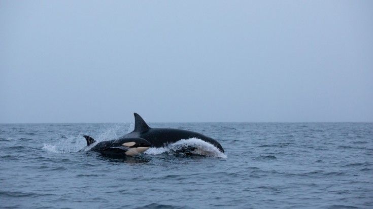 A whale in the waters of Tromso during dusk in Norway.