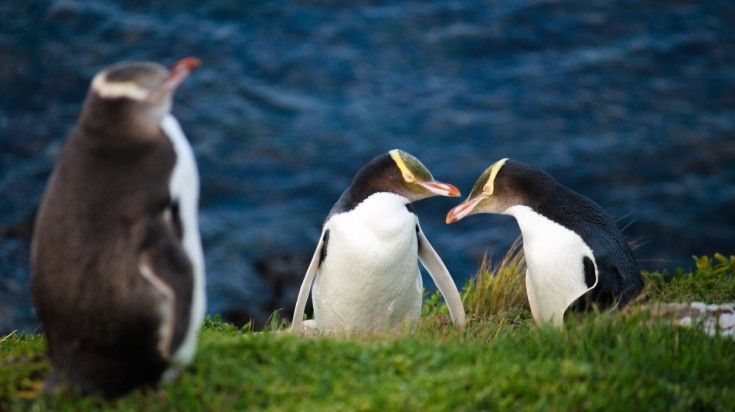 Yellow eyed penguins found in Otago Peninsula.