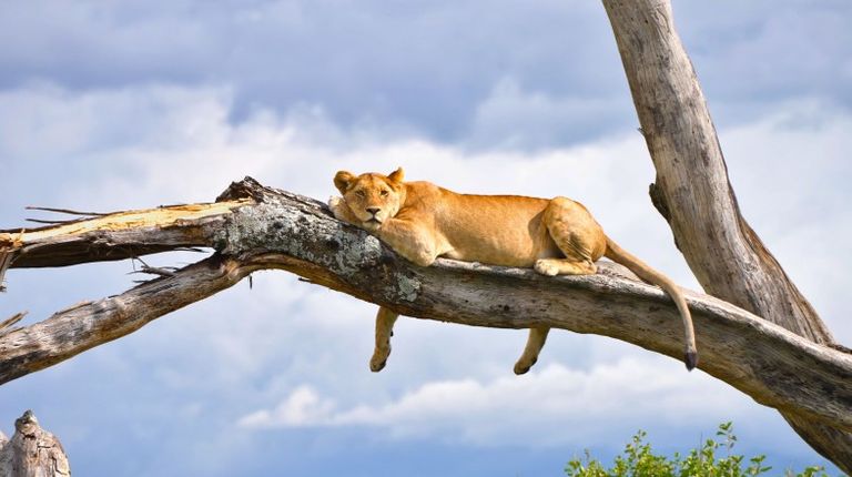 2 Weeks in Africa: Unique 14-day Itineraries to Africa