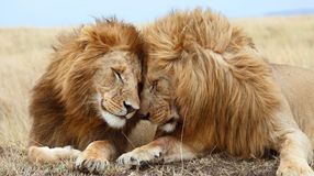 Two lions cuddling each other in Maasai Mara Reserve; 2 weeks in Kenya.