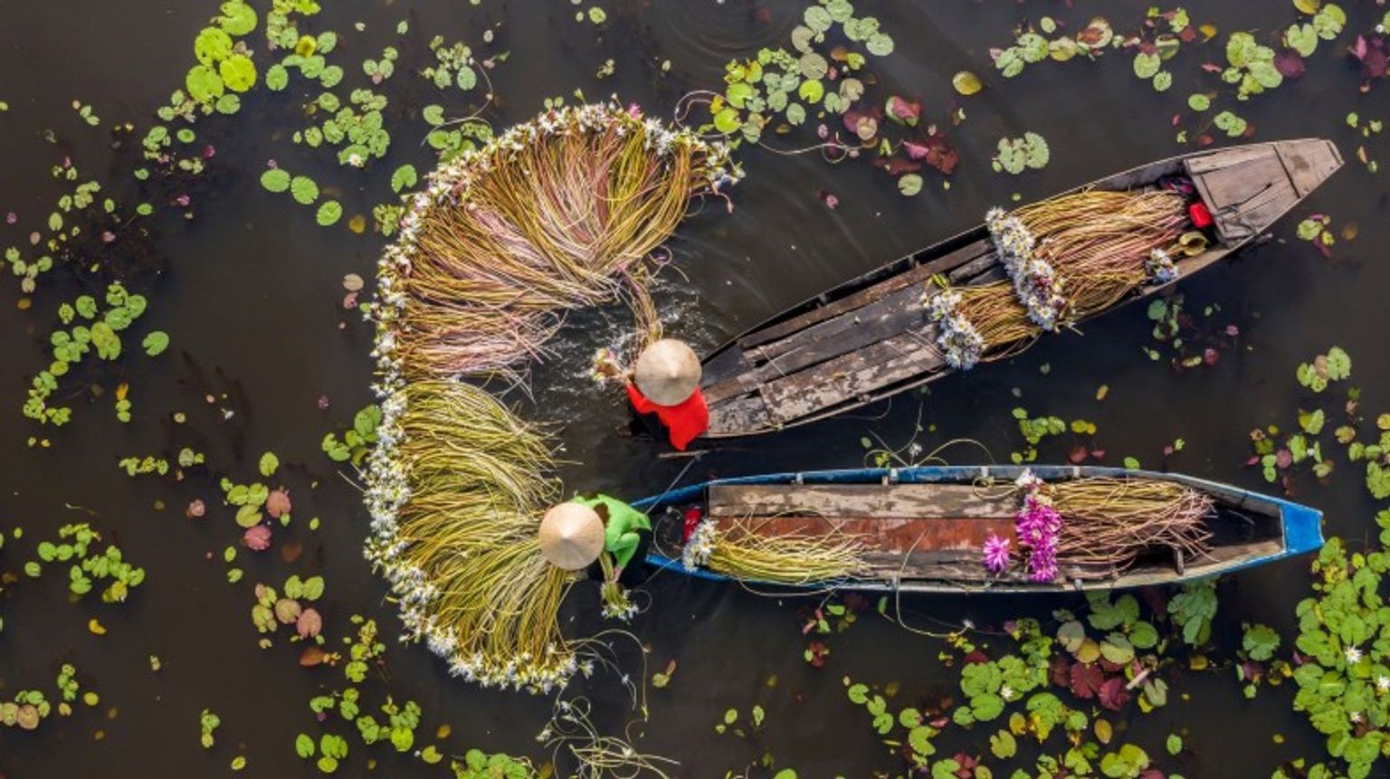 Watch farmers harvesting water lily while spending 8 days in Vietnam.