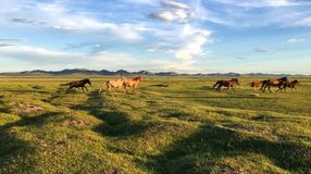 Wild horses race across a grassland in Mongolia during your 4 days in Mongolia.
