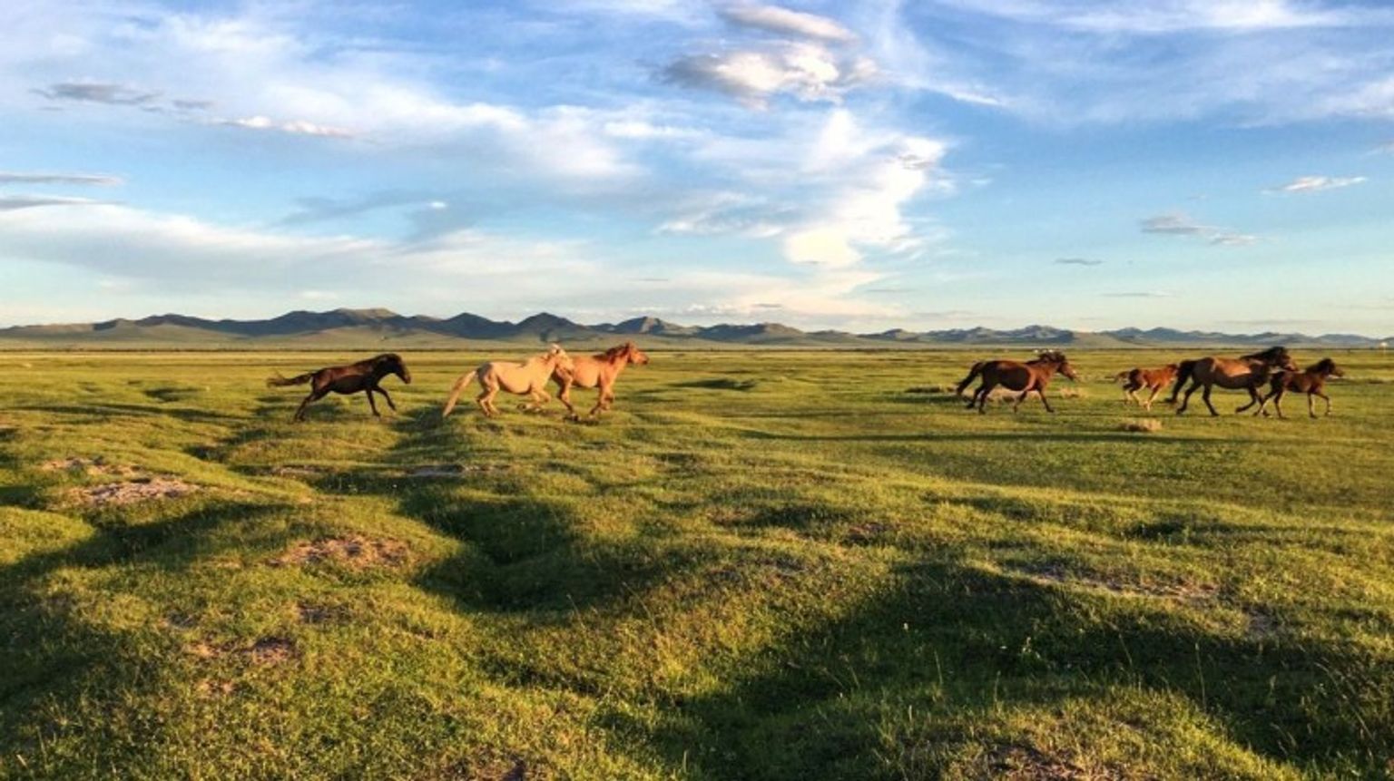 Wild horses race across a grassland in Mongolia during your 4 days in Mongolia.
