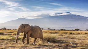 Find elephants in their natural habitat in the top national parks in Kenya.