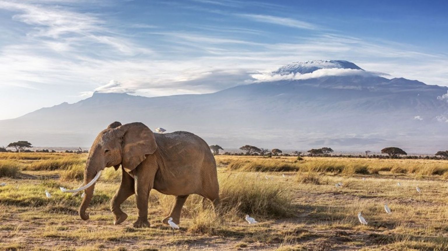 Find elephants in their natural habitat in the top national parks in Kenya.