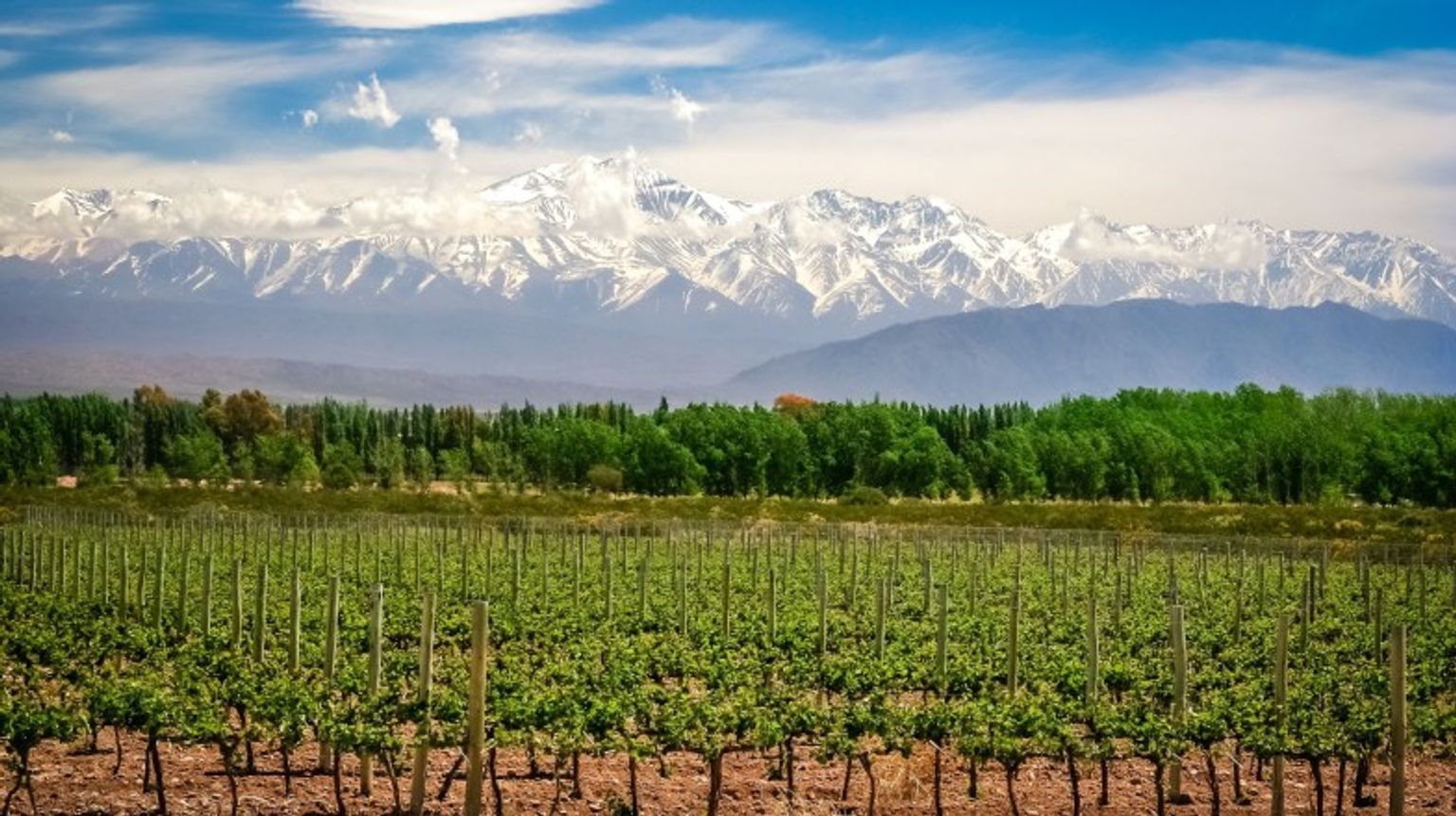 The vineyard of Mendoza with mountains at back in Argentina in August.